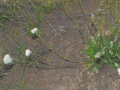 Manulea buchneroides