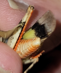 Trimerotropis pistrinaria