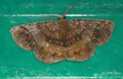 Thysanopyga amarantha