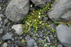 Arenaria norvegica