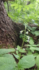Circaea canadensis canadensis