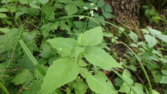 Circaea canadensis canadensis