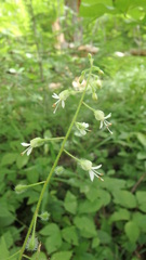 Circaea canadensis canadensis