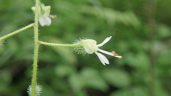Circaea canadensis canadensis