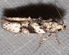 Coleotechnites atrupictella
