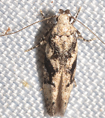 Coleotechnites atrupictella