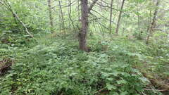 Circaea canadensis canadensis