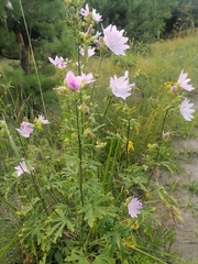Malva excisa