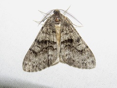 Galenara