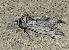 Inguromorpha itzalana