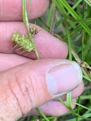 Carex baileyi