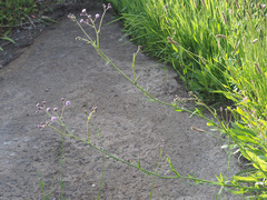 Senecio discodregeanus