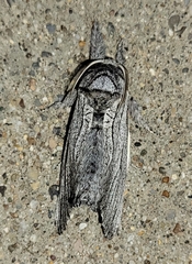 Inguromorpha itzalana