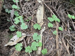 Hydrocotyle nepalensis