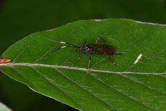 Ischnus inquisitorius