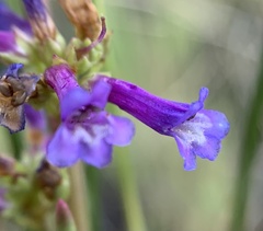 Penstemon cinicola