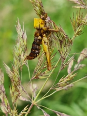 Entomophaga grylli