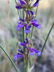 Penstemon cinicola