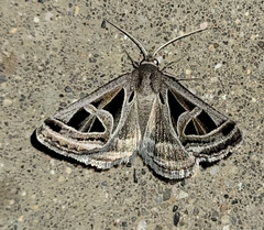 Callistege intercalaris