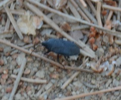 Lethaeus cribratissimus