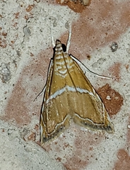 Abegesta