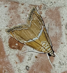 Abegesta