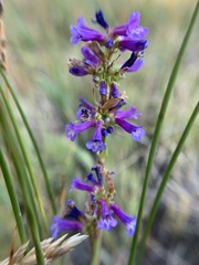 Penstemon cinicola