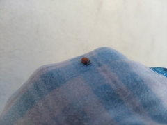 Hippodamia