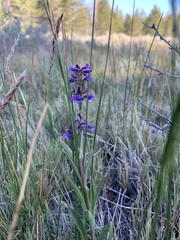 Penstemon cinicola