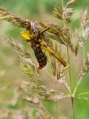 Entomophaga grylli