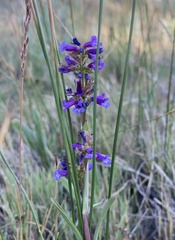 Penstemon cinicola