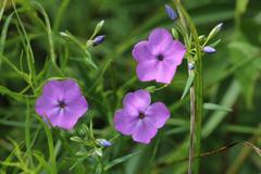 Phlox glaberrima interior