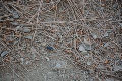 Lethaeus cribratissimus