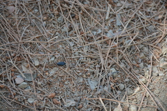 Lethaeus cribratissimus