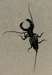 Mastigoproctus giganteus