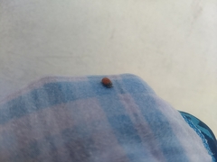 Hippodamia