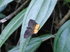 Mooreana trichoneura