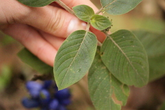 Coccocypselum lanceolatum