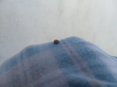Hippodamia