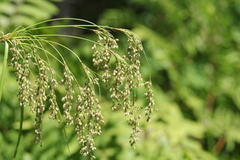 Scirpus pedicellatus