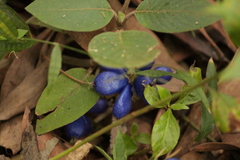 Coccocypselum lanceolatum