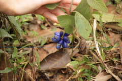 Coccocypselum lanceolatum