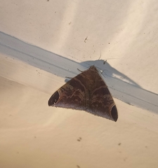 Pindara illibata