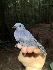 Thamnomanes ardesiacus