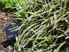 Carex morrowii