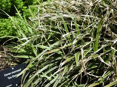 Carex morrowii