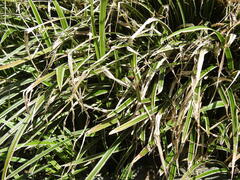 Carex morrowii