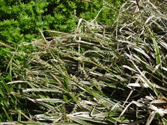 Carex morrowii