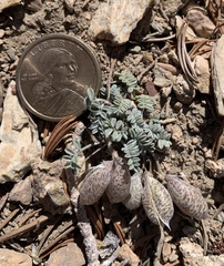 Astragalus platytropis