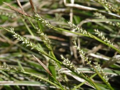 Carex morrowii